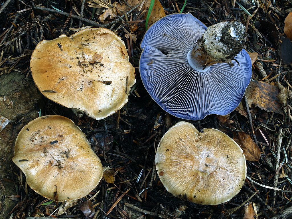 C. subfuligineus - temnehnedý