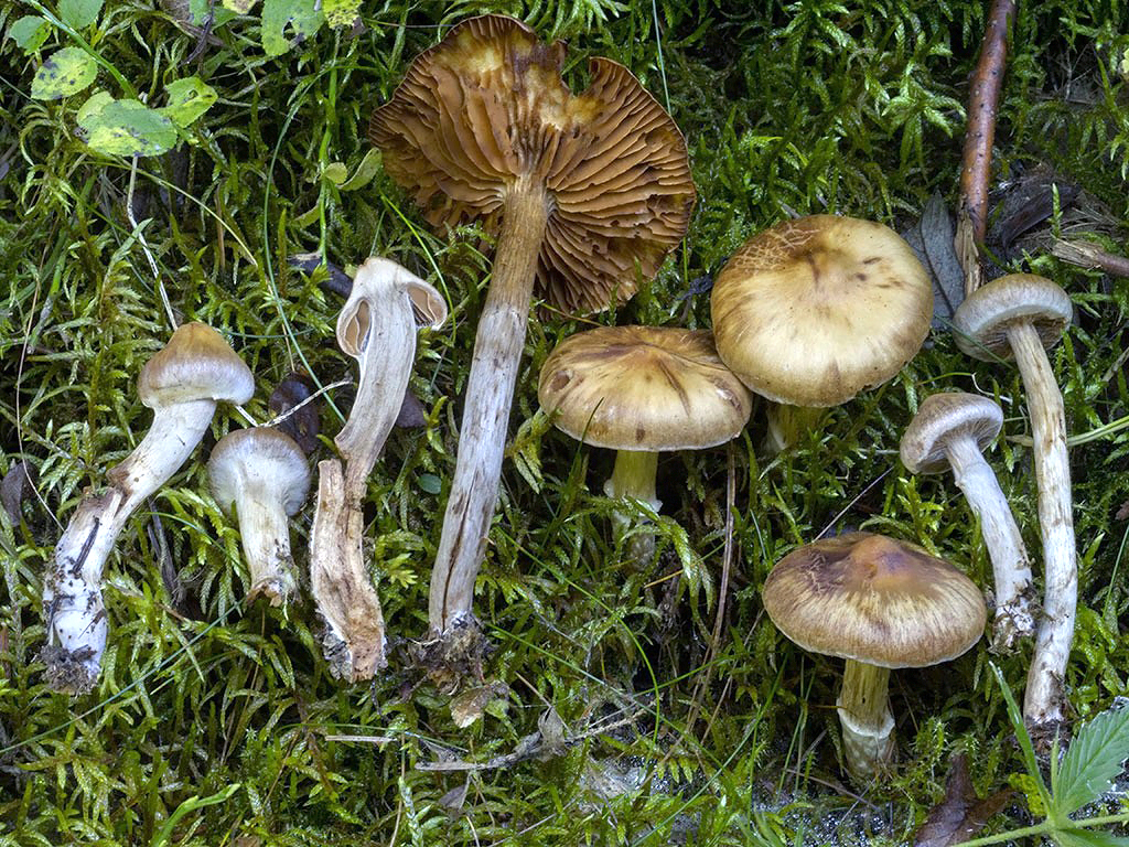 C. subincarnatus - mäsovohnednúci