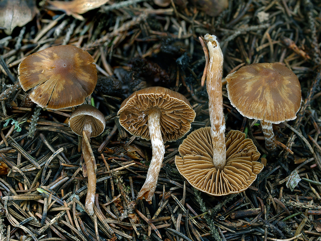 C. sublatisporus - širokovýtrusný