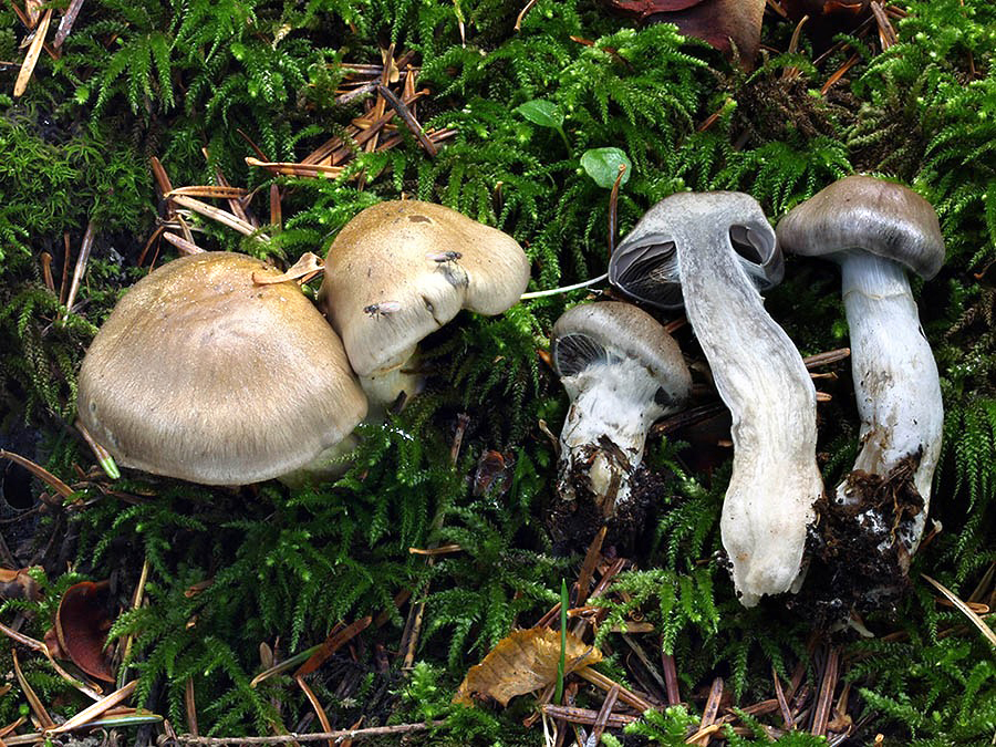 C. subolivellus - hnedoolivový