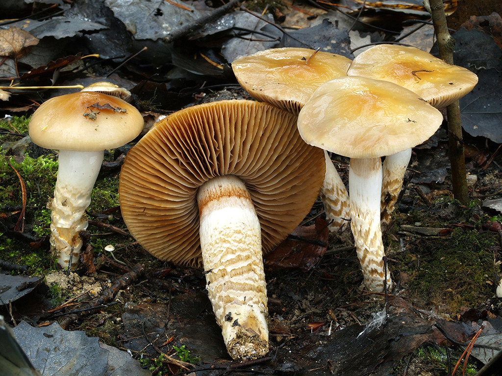 C. subolivaceus - olivovozelenkavý