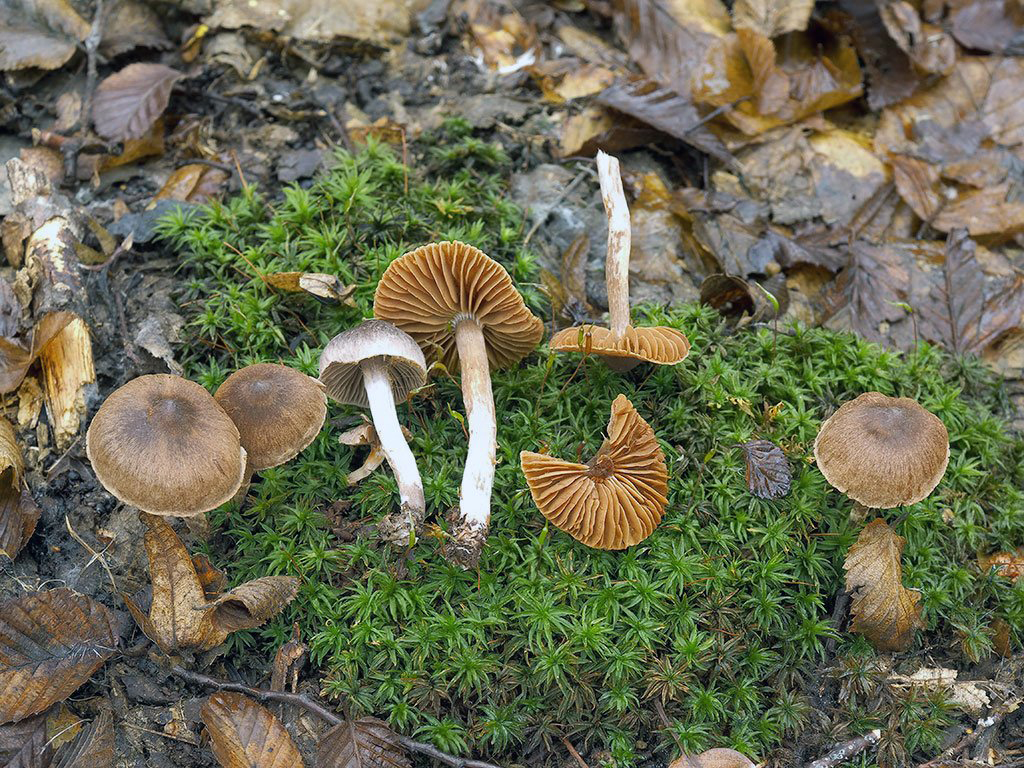 C. subparvannulatus - maličký