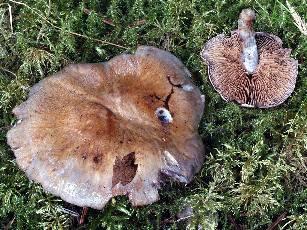 C. subporphyropus - fialovoporfyrový