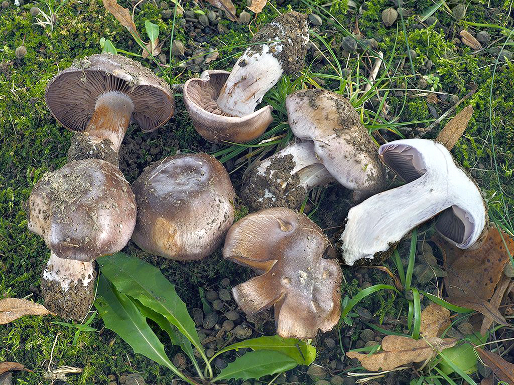 C. subpurpurascens - štíhly