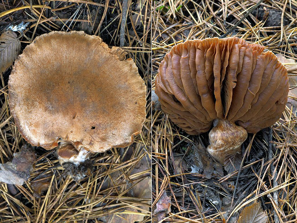 C. subrepandus - dohora zahnutý