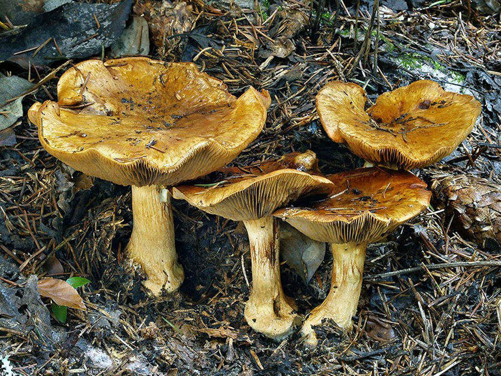C. subrubrovelatus - červenkastoplach􀆟čkový