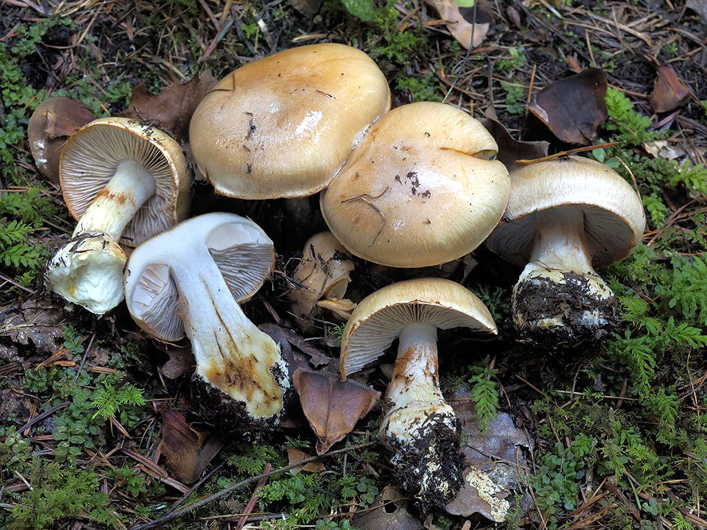 C. subrugulosus - jemne vráskovatý