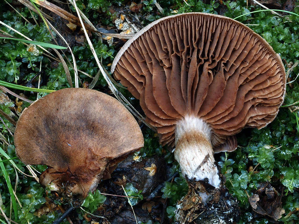 C. subsordescens - špinavejúci
