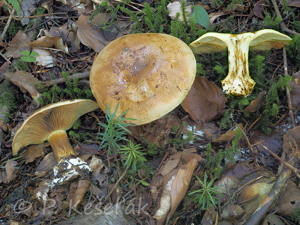 C. subsulfurinus - sírovožltnúci