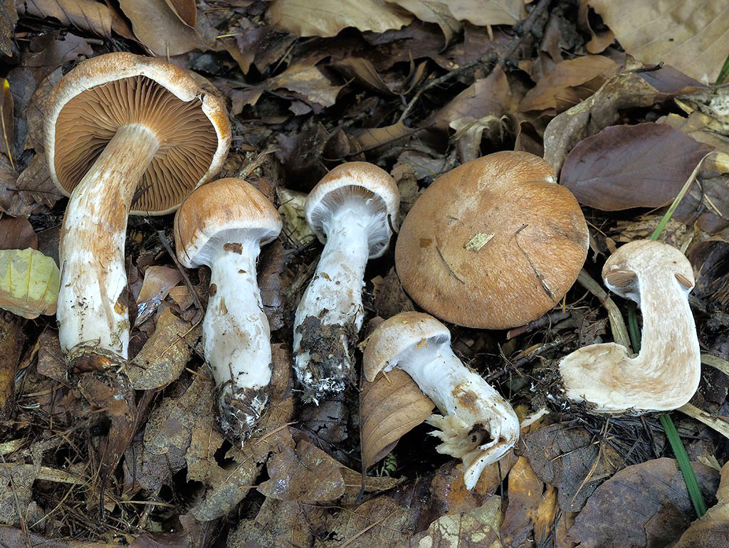 C. suilloviolascens - prasací