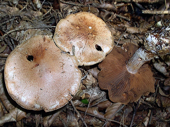 C. suillus - dužinatý