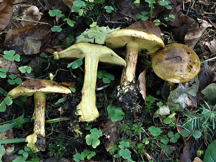 C. sulfurinus - sírovožltý