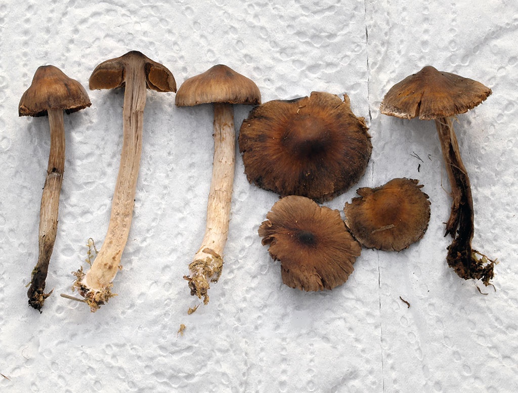 C. sytnikii - Sytnikov