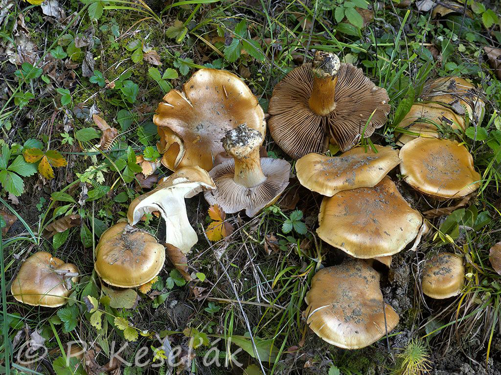 C. talimultiformis - jantárovohnedý
