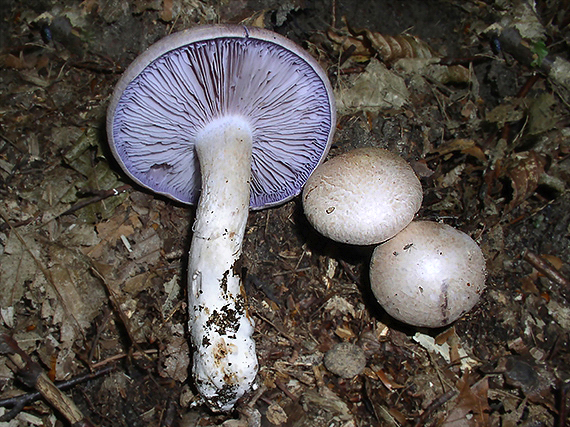 C. terpsichores - celofialový