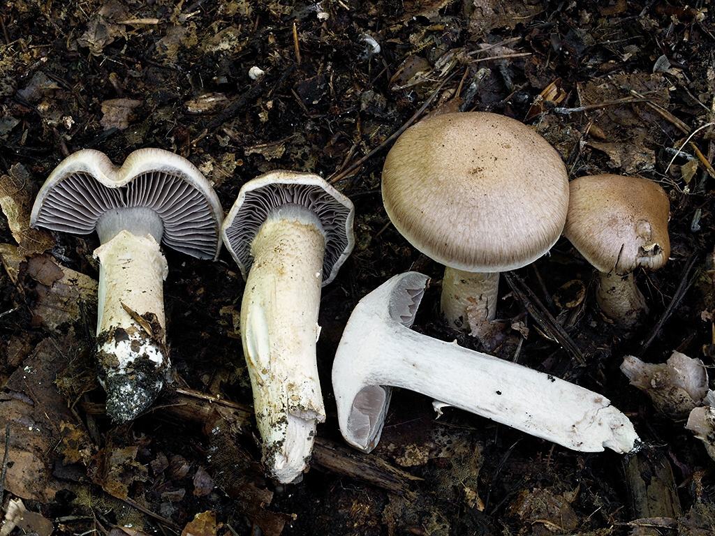 C. tigrinipes - tigrovanohlúbikový