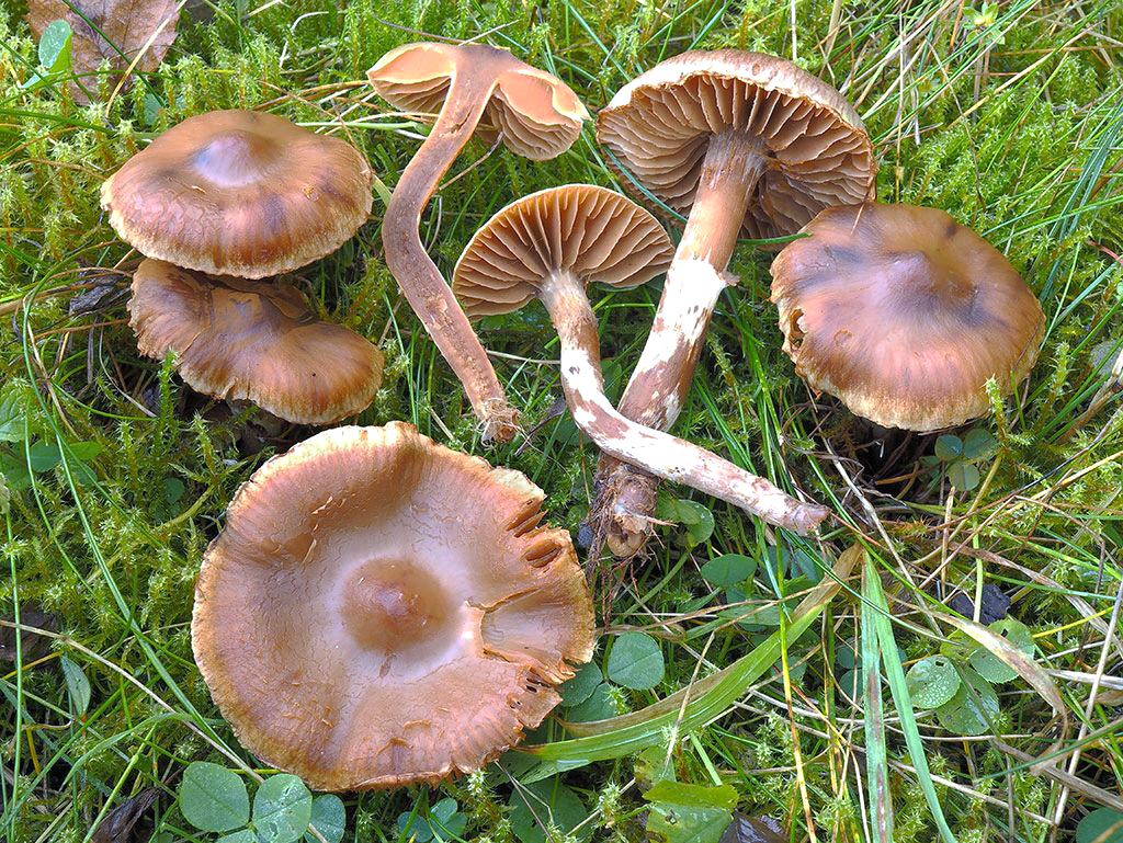 C. tigris - tigrí