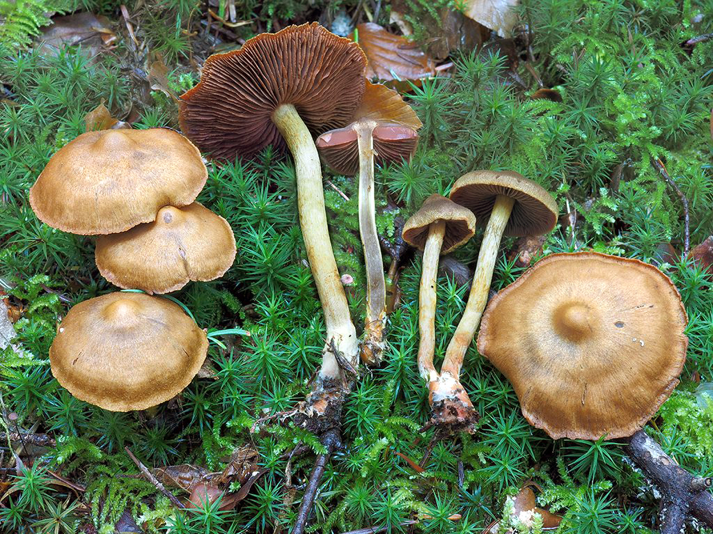 C. tinctorum - ničivý