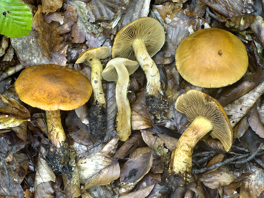 C. tofaceus - tufový