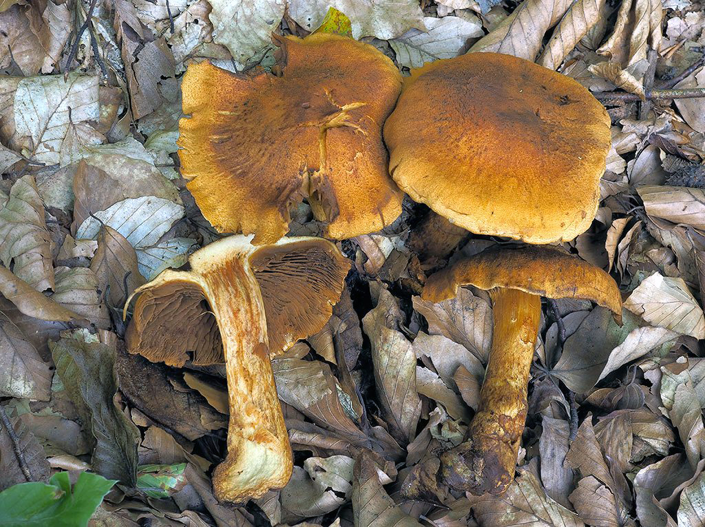 C. tophaceus f. subfibrosus - jemne vláknitý