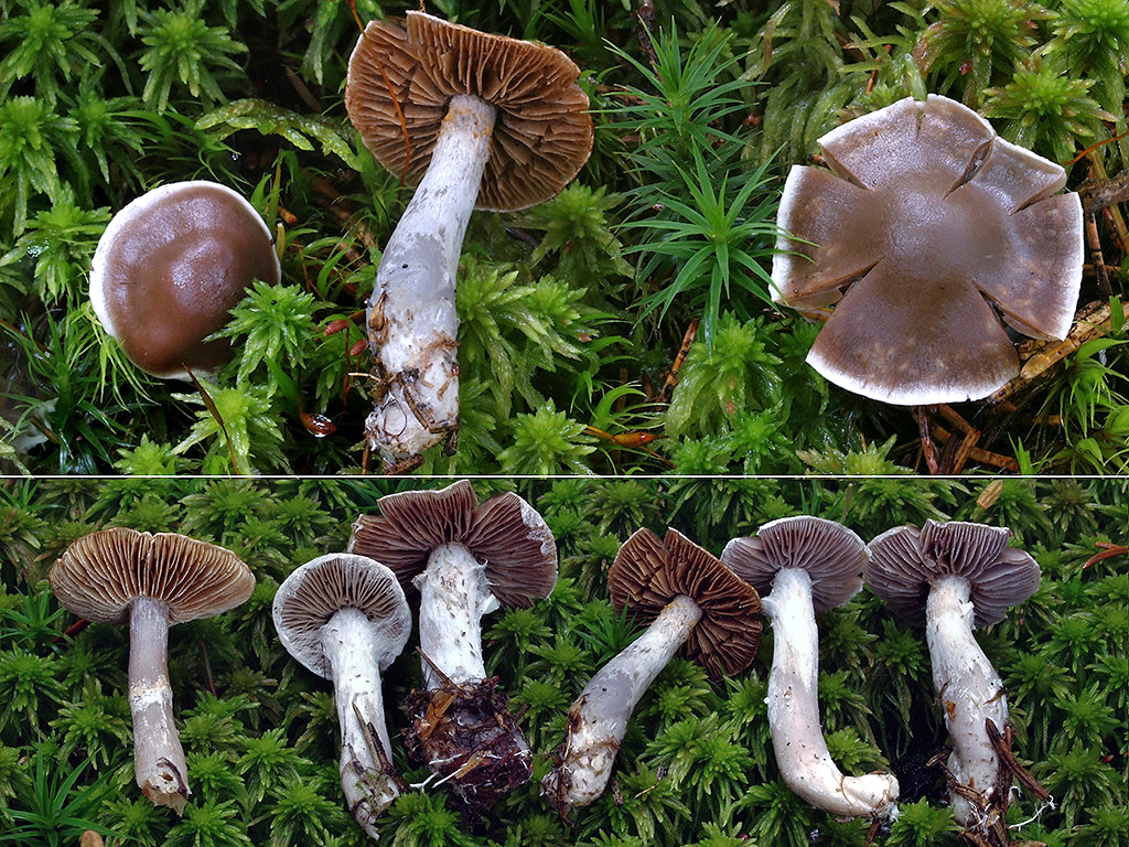 C. tortuosus - purpurovogaštanový