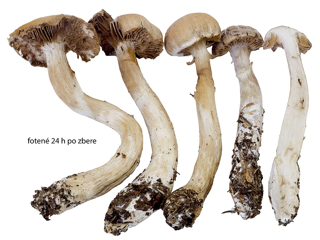 C. torvovelatus - prstienkatý