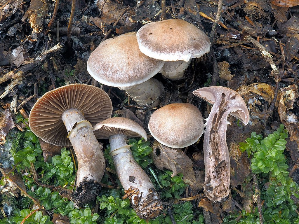C. torvus - odporný, prstencový