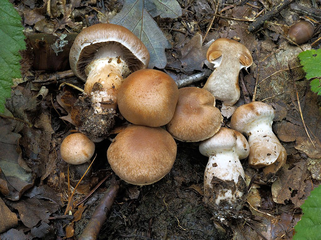 C. torvus f. obesipes - tlstohlúbikový