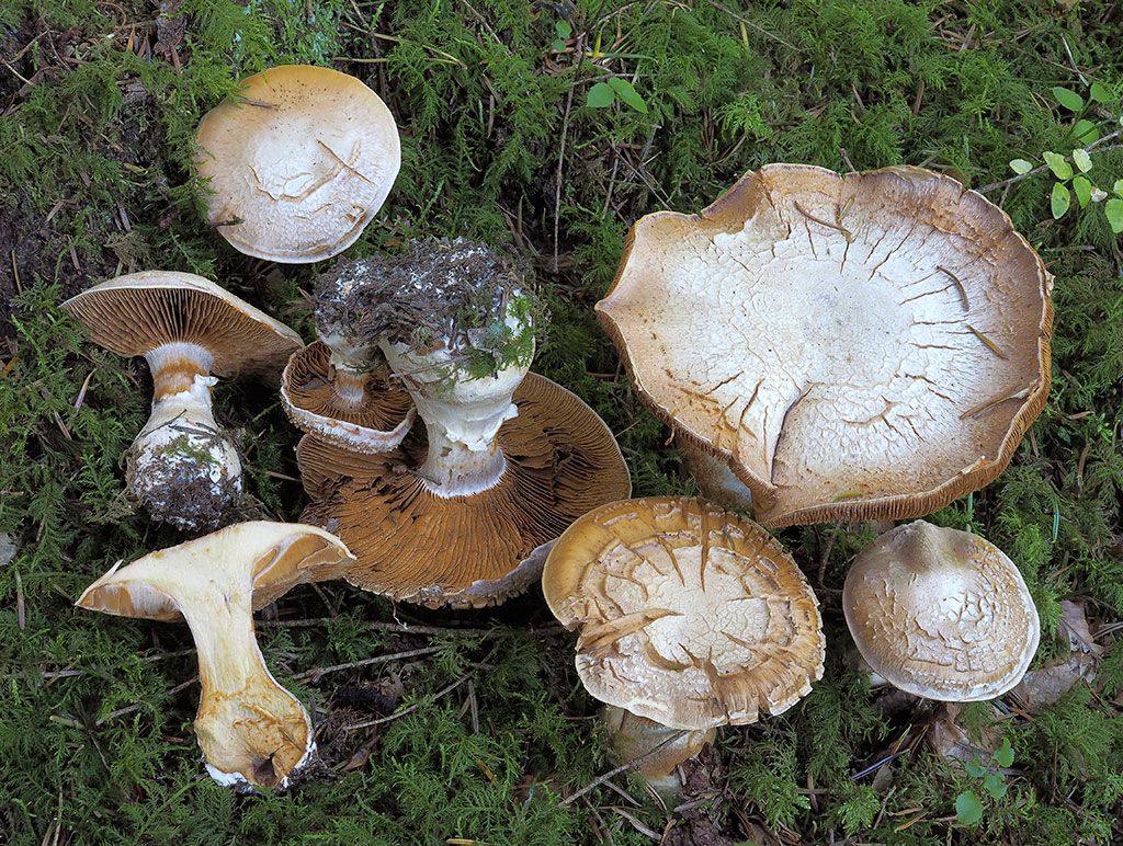 C. traganus - smradľavý
