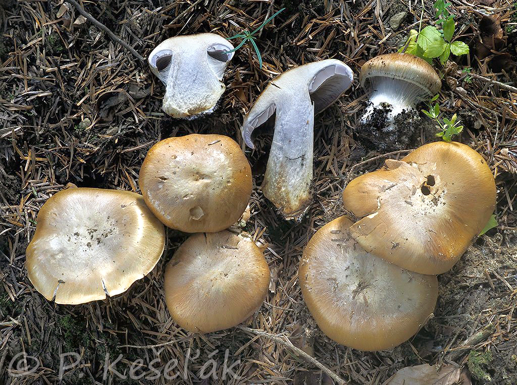C. trescolii - Trescolov