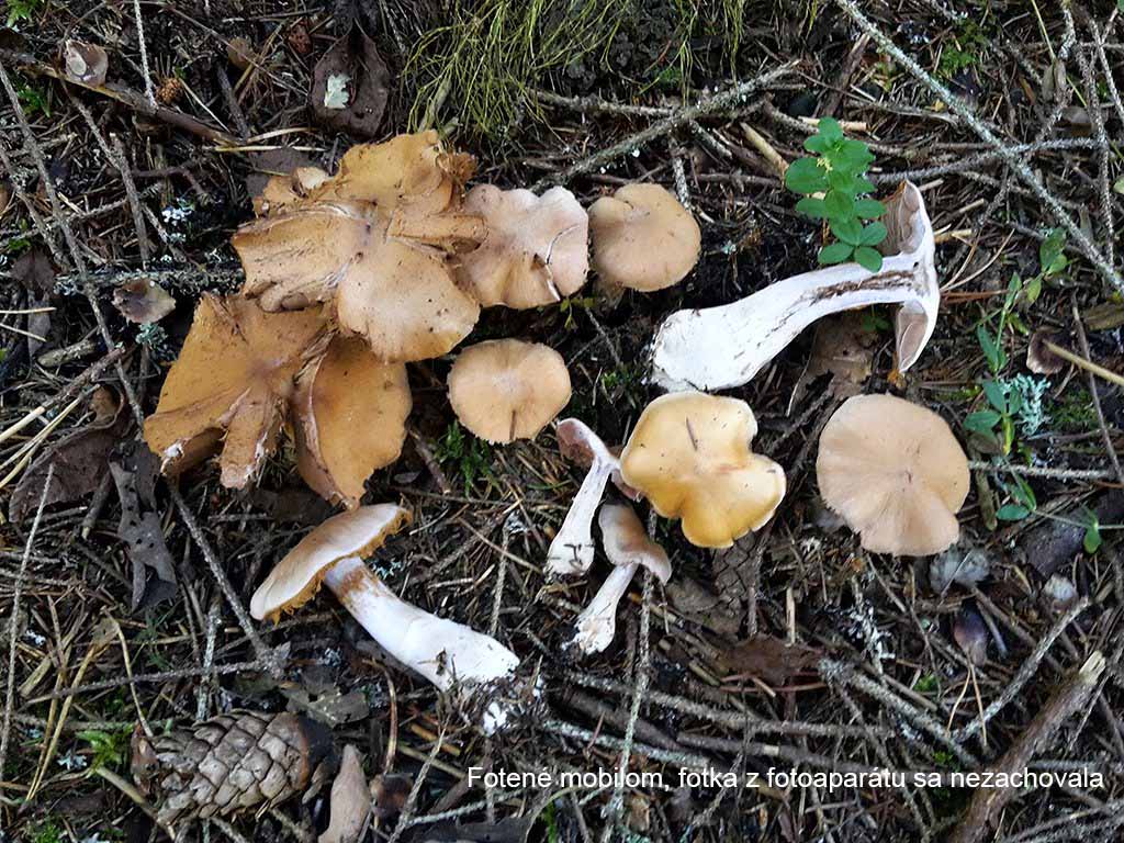 C. triformis - trojtvárny