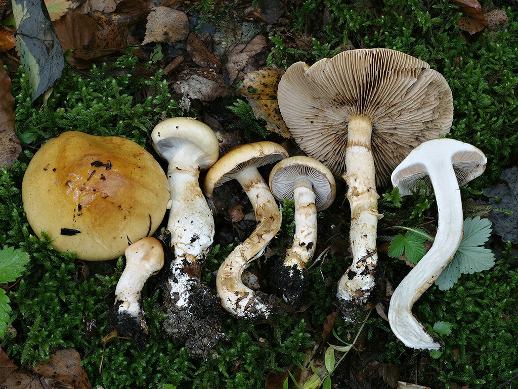 C. triumphans - slamovožltý