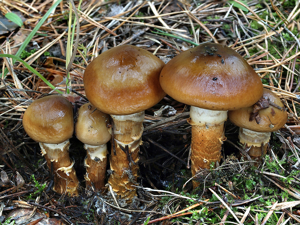 C. trivialis - mazľavý, osikový