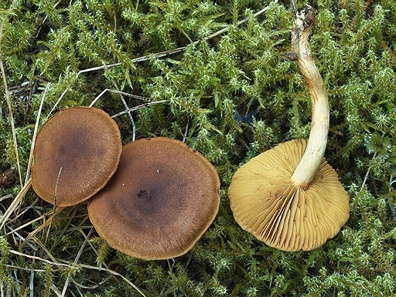 C. tubarius - rašelinnikový