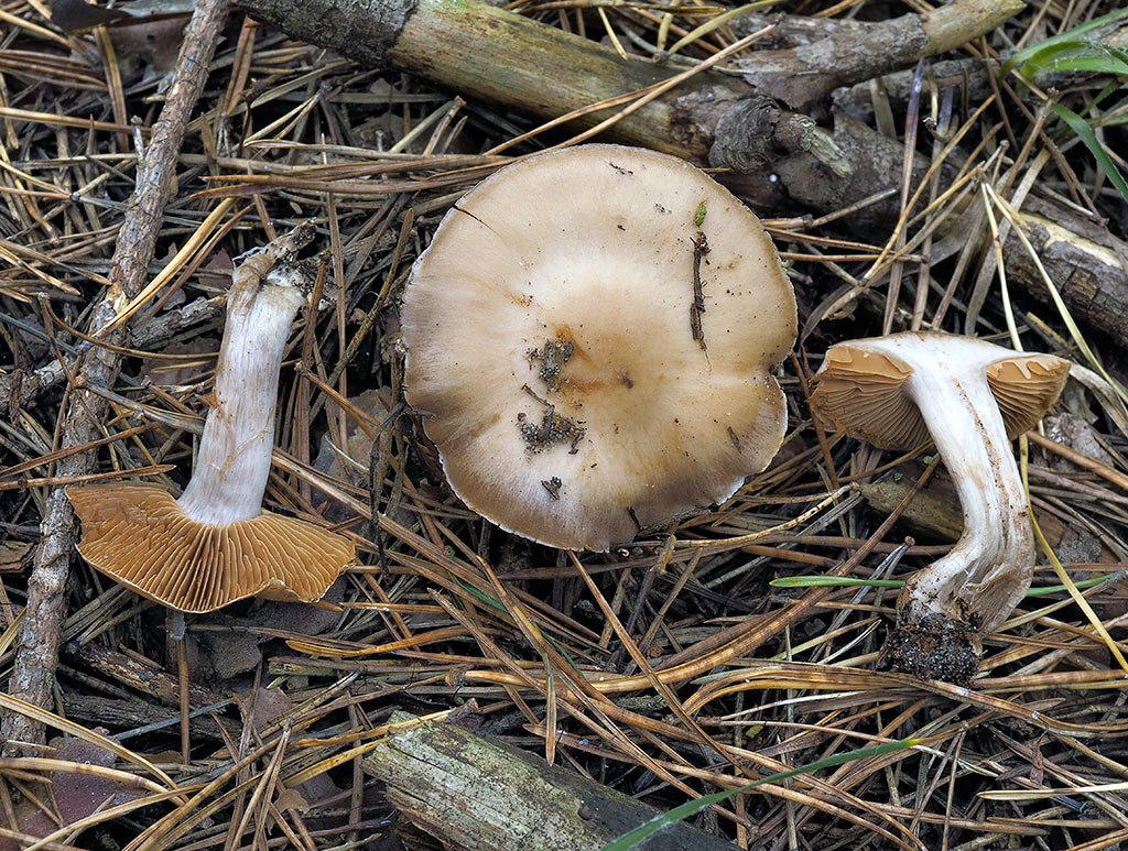 C. turgidoides - plnší