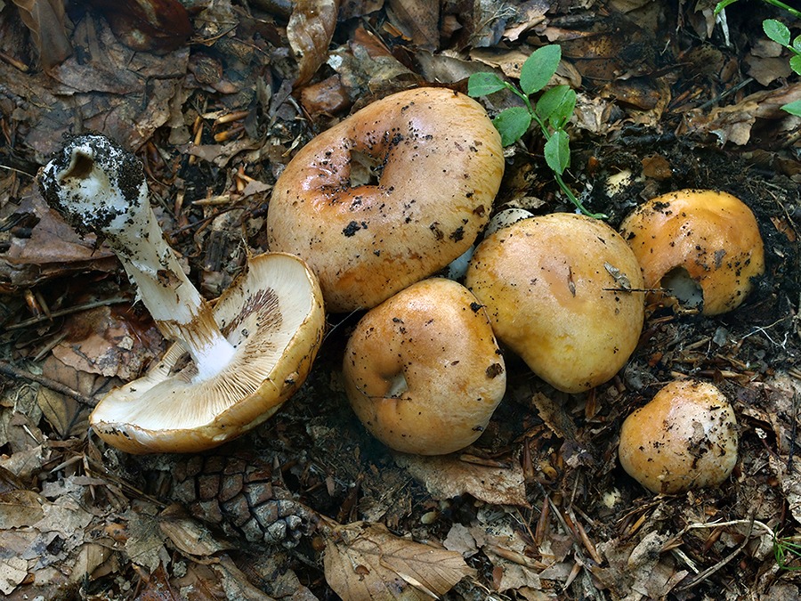 C. turmalis - hladkovýtrusný