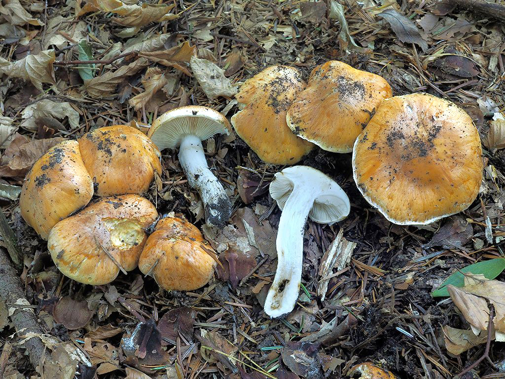 C. turmalis var. subclaricolor - hladkovýtrusný svetlejší