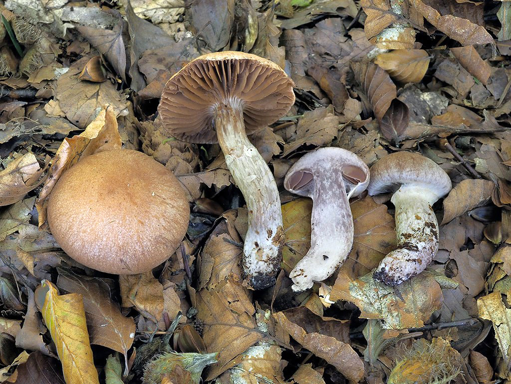 C. umbrinoconnatus - tieňový