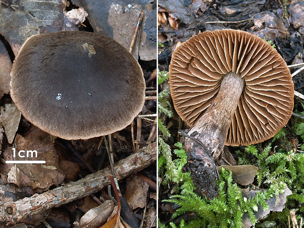 C. umbrinolens - páchnuci