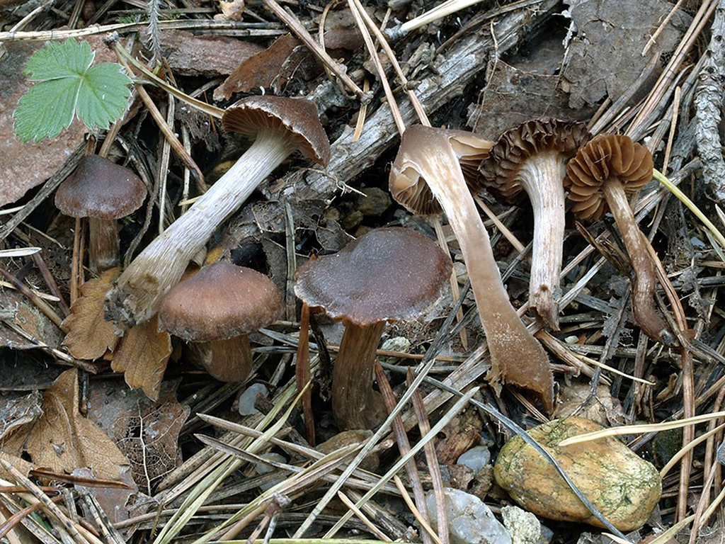 C. uraceovernus - chvostový