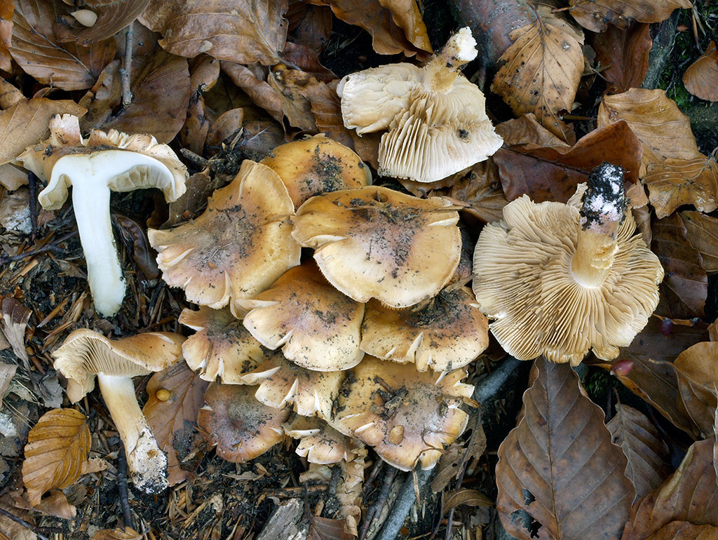 C. variegatus - rozmanitý