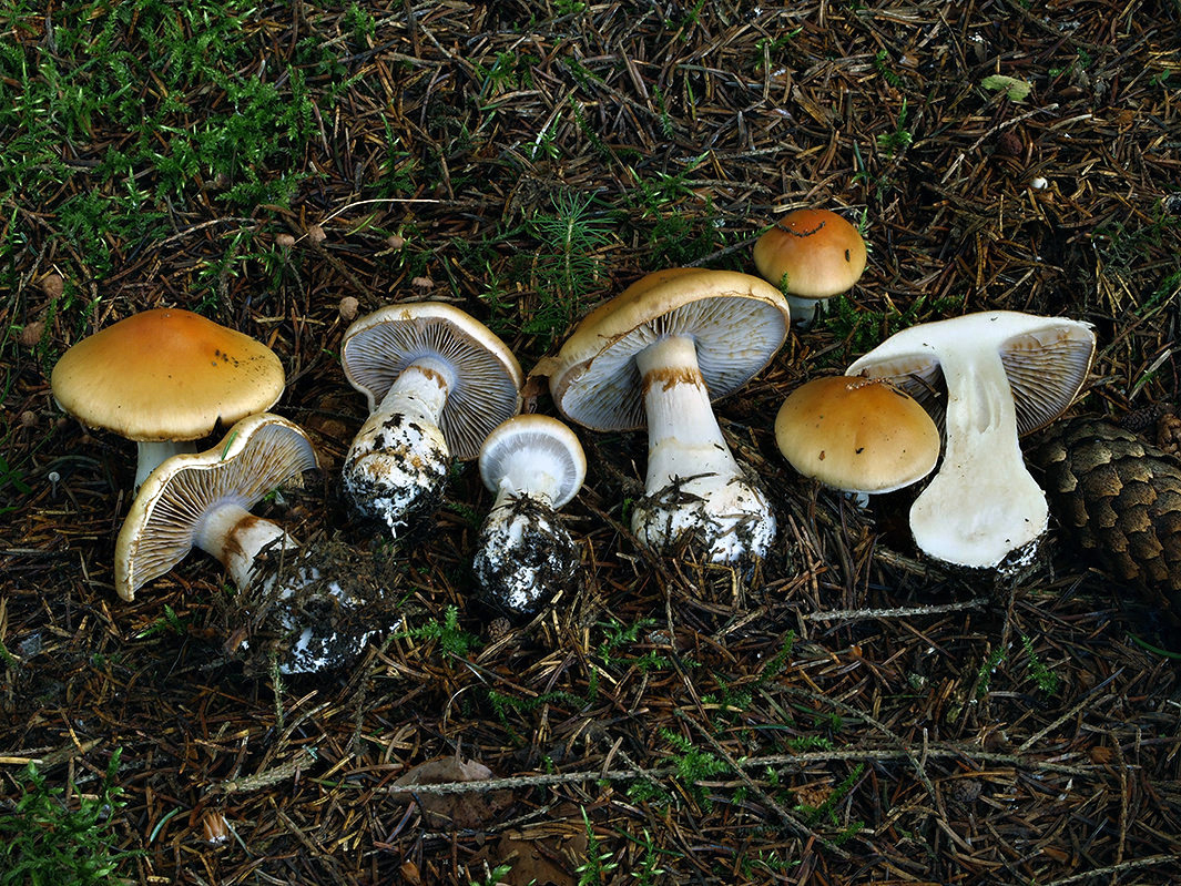 C. varius - žemľový