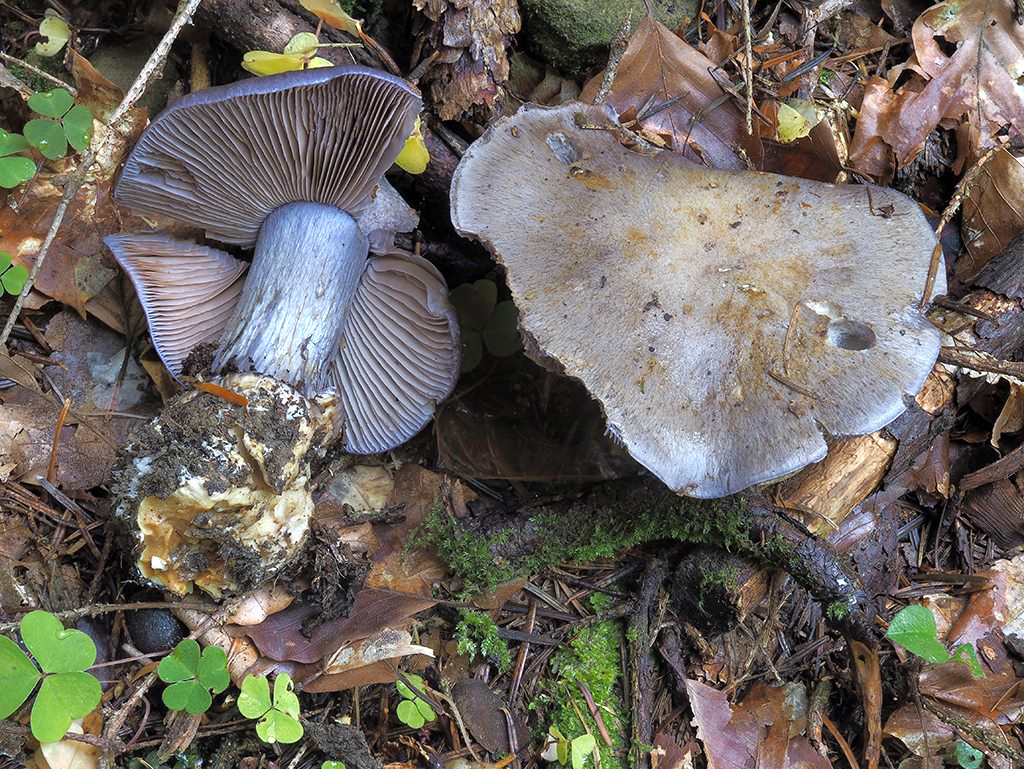 C. velicopius - závojnatý