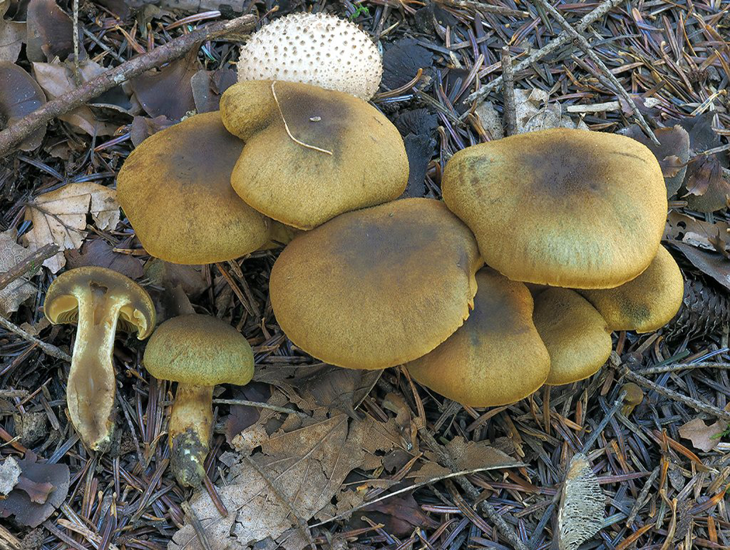 C. venetus var. montanus - žltozelený horský