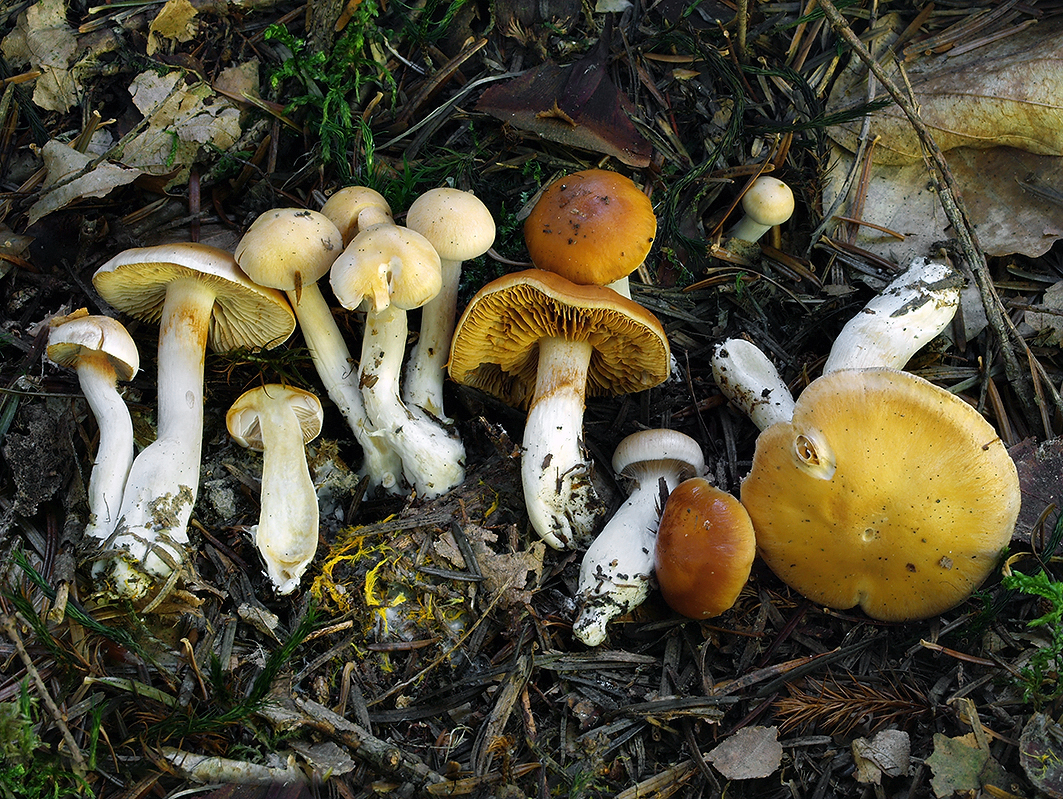 C. vibratilis - žlčový