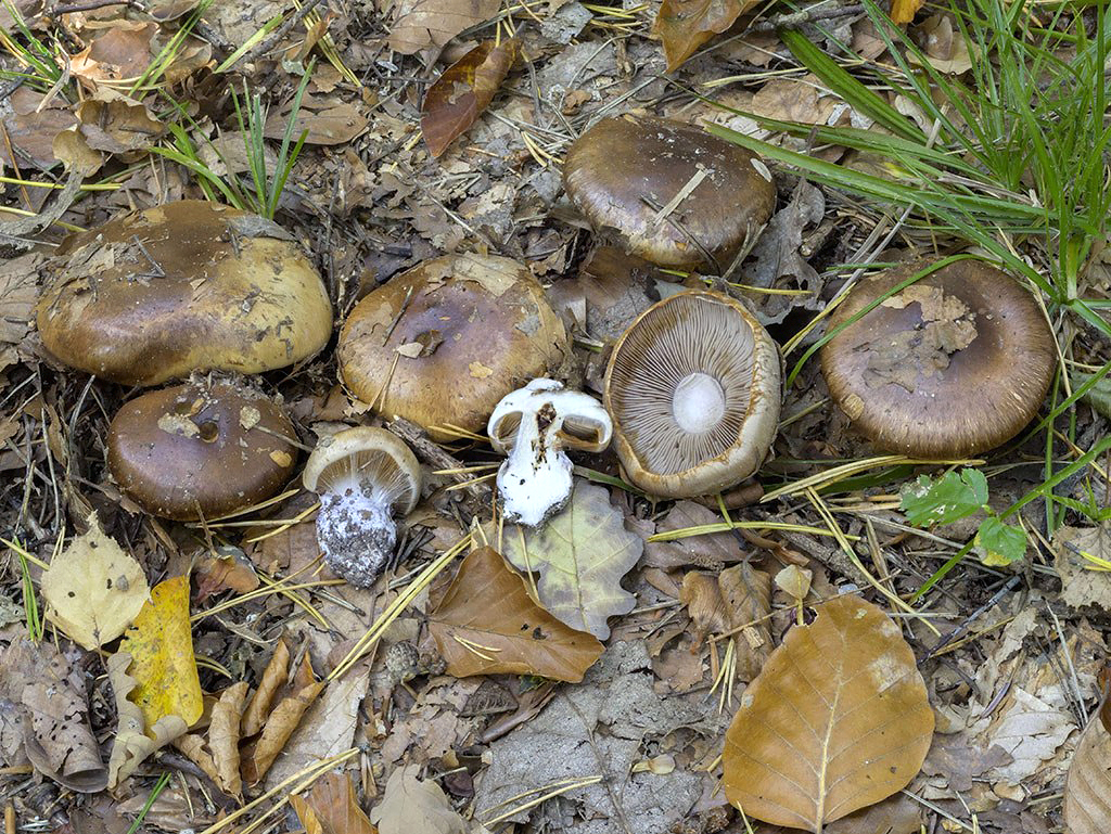 C. violaceomaculatus - fialovoškvrnitý