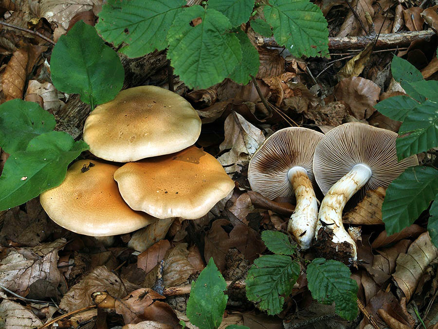 C. vitellinopes - zlatožltý