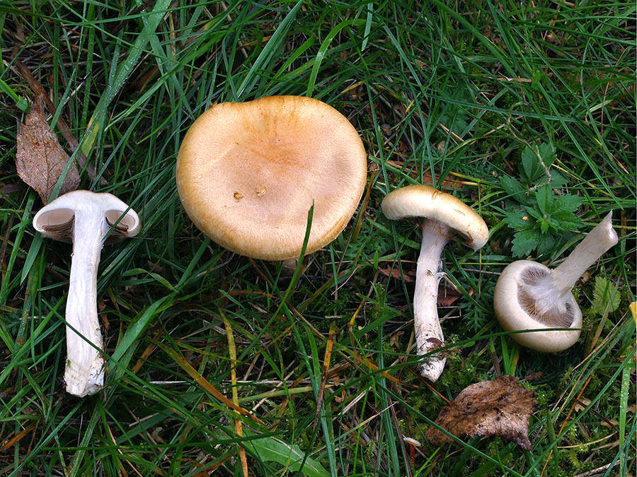 C. xanthocephalus - žltohlavý