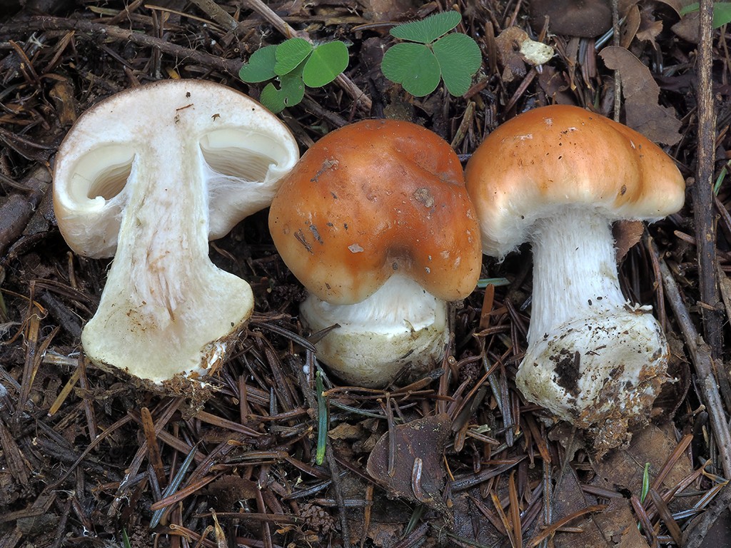 Leucocortinarius bulbiger - bielopavučinovec hľuznatý