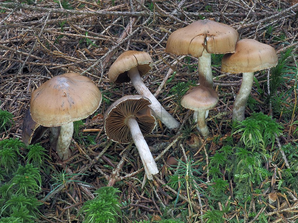 C. abietinus - jedlinový